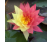 Nymphaea Wanvisa