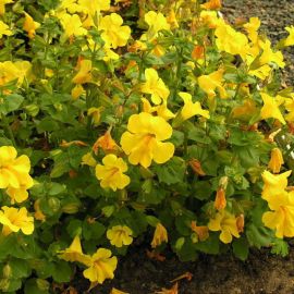Čarodejka žltá - Mimulus luteus