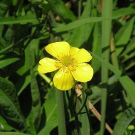 Iskerník veľký - Ranunculus lingua
