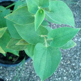 Jašteričí chvost - Saururus cernuus