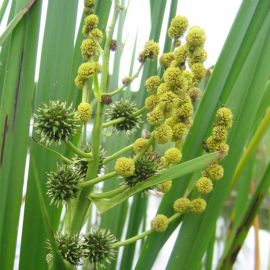 Ježohlav vzpriamený - Sparganium erectum