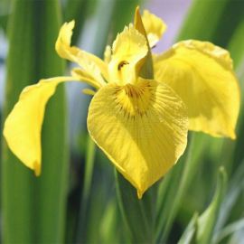 Kosatec žltý - Iris pseudacorus