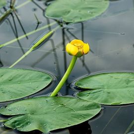 Leknica žltá - Nuphar lutea