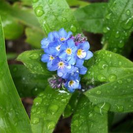 Nezábudka močiarna - Myosotis palustris