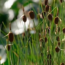 Pálka najmenšia - Typha minima