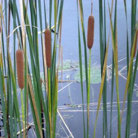 Pálka úzkolistá - Typha angustifolia