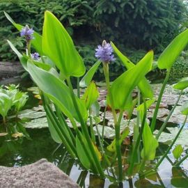 Pontedéria srdcovitolistá - Pontederia cordata