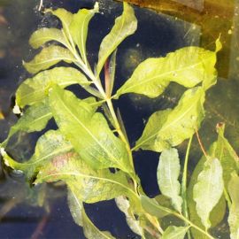 Červenanec lesklý - Potamogeton Lucens