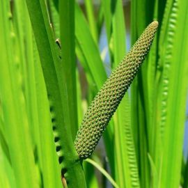 Puškvorec obyčajný - Acorus calamus