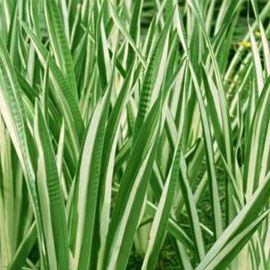 Puškvorec obyčajný panašovaný - Acorus calamus "Variegatus"