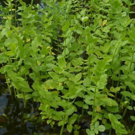 Rebrovka vzpriamená - Berula erecta