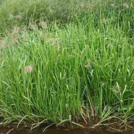 Steblovka vodná - Glyceria maxima