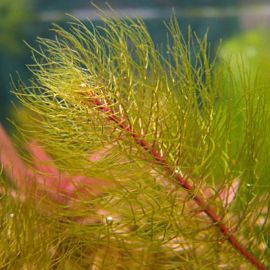 Stolístok scabratum - Myriophyllu scabratum