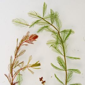 Stolístok klasnatý - Myriophyllum spicatum