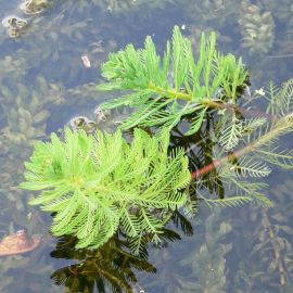 Stolístok spec - Myriophyllum spec