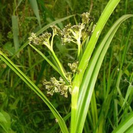 Škripina lesná - Scirpus sylvaticus