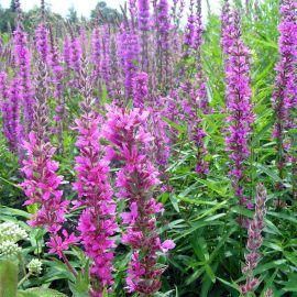 Vrbica vrbolistá - Lythrum salicaria