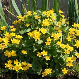 Záružlie močiarne - Caltha palustris