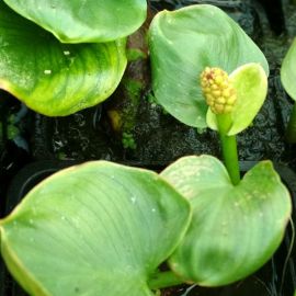 Diablik močiarny - Calla palustris