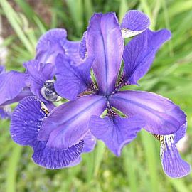 Kosatec sibírsky - Iris Sibirica
