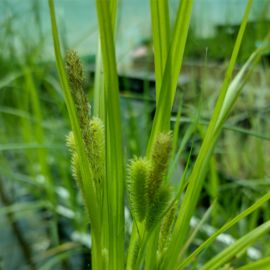 Ostrica pašáchorovitá - Carex pseudocyperus