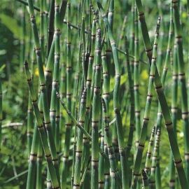 Praslička japonská - Equisetum japonicum