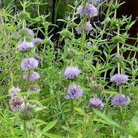 Preslia parožnatá - Preslia Cervina