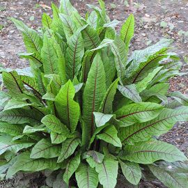 Štiavec konský - Rumex hydrolapathum