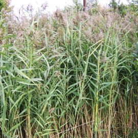 Trsť obyčajná - Phragmites australis
