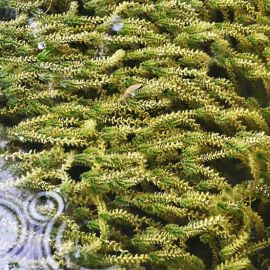 Vodomor kanadský - Elodea canadensis
