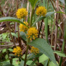 Vrbica kytkokvetá - Lysimachia thyrsiflora