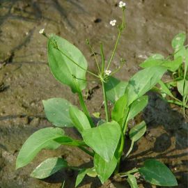 Žabník skorocelový - Alisma plantago