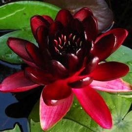 Lekno "Almost Black" - Water lily "Almost Black"