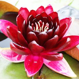 Lekno "Black Princess" - Water lily "Black Princess"