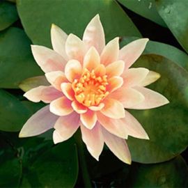 Lekno "Colorado" - Water lily "Colorado"