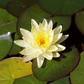 Lekno "Colonel Welch" - Water lily "Colonel Welch"
