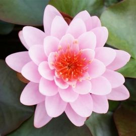 Lekno "Fire Crest" - Water lily "Fire Crest"