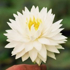 Lekno "Gloire du Temple-Sur-Lot" - Water lily "Gloire du Temple-Sur-Lot"