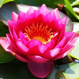 Lekno "James Brydon" - Water lily "James Brydon"