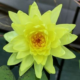 Lekno "Joey Tomocik" - Water lily "Joey Tomocik"
