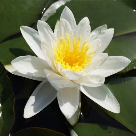 Lekno nešľachtené  - Nymphaea spec