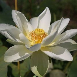 Lotos "Baby Yellow" - Lotus "Baby Yellow"  - Iba osobný odber