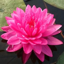 Lekno "Fuchsia Pom Pom" - Water lily "Fuchsia Pom Pom"