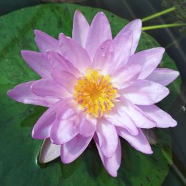 Lekno "Siam Purple 1" - Water lily "Siam Purple 1"