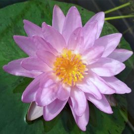 Lekno "Siam Purple 2" - Water lily "Siam Purple 2"