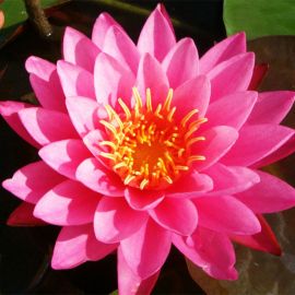 Lekno "Mayla" - Water lily "Mayla"