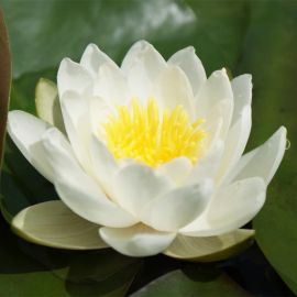 Lekno "Marliacea Albida" - Water lily "Marliacea Albida"