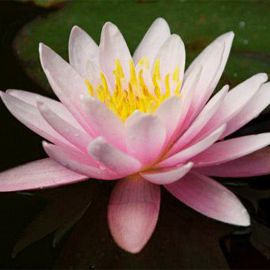 Lekno "Marliacea Rosea" - Water lily "Marliacea Rosea"