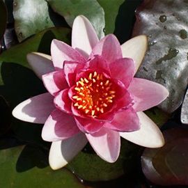 Lekno "Masaniello" - Water lily "Masaniello"