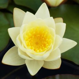 Lekno "Marliacea Chromatella" - Water lily "Marliacea Chromatella"